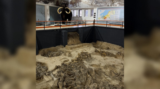 Интерактивную выездную программу «Страницы фронтовые» проведет музей «Костенки»