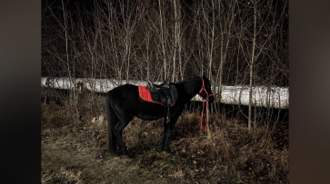 Воронежцы сообщили о краже коня