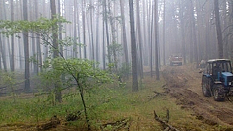 В Воронежском заповеднике произошел пожар