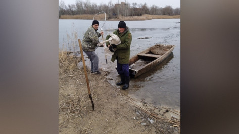 В Воронежской области спасли лебедя, который не улетел на юг