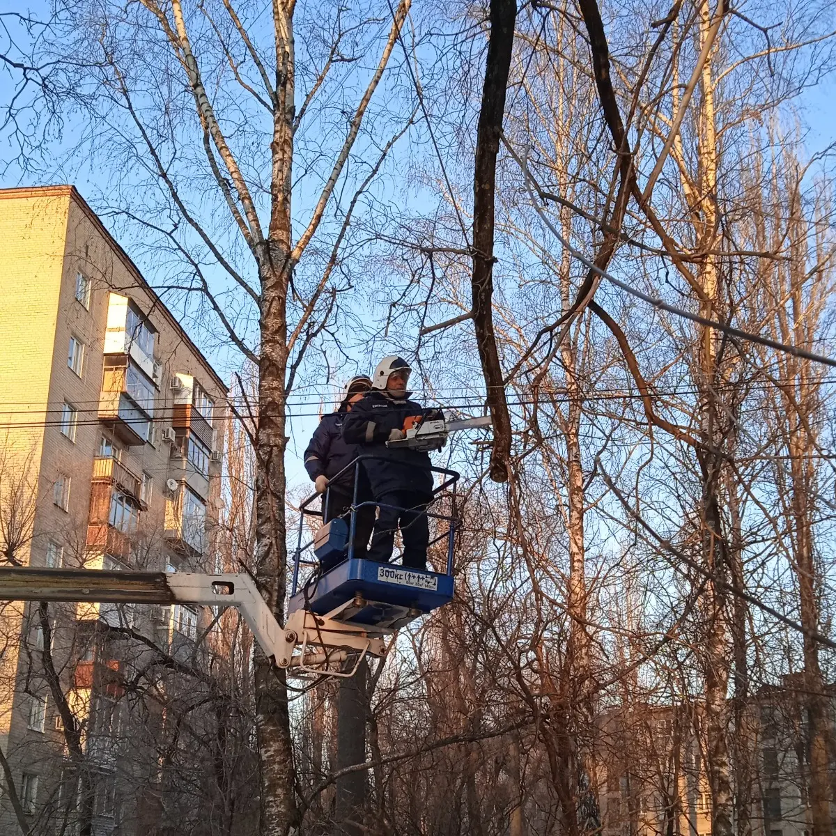 Сильный ветер сломал в Воронеже 14 деревьев