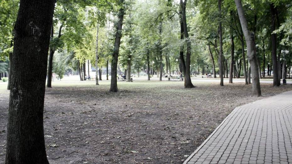В Воронеже запланировали посадку 8 тыс деревьев в 2019 и 2020 годах