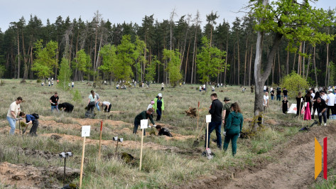 Высажено 35 тыс сеянцев сосны: Воронежская область присоединилась к акции «Сад памяти»