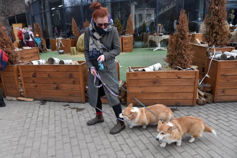 Прогулка корги