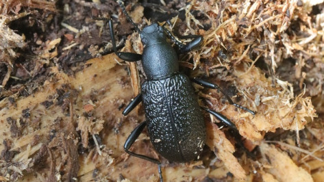 В Воронежском заповеднике нашли редкого жука под корой березы