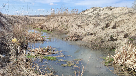 Экологи озвучили возможную причину гибели птиц на водохранилище в Воронеже
