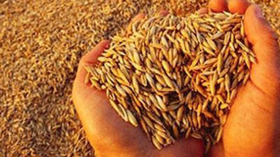 Воронежскую сельхозкомпанию оштрафовали за 20 тыс т опасного зерна