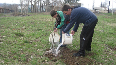 В Семилукском районе в «Лесах Победы» высадили 4 тыс деревьев