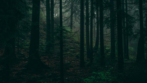 В Воронежской области шестерых пропавших без вести нашли мертвыми