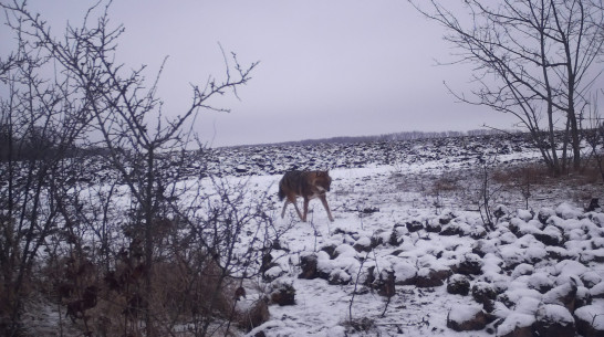 В фотоловушку Ломовского природного парка Воронежской области попался экзотический гость – шакал