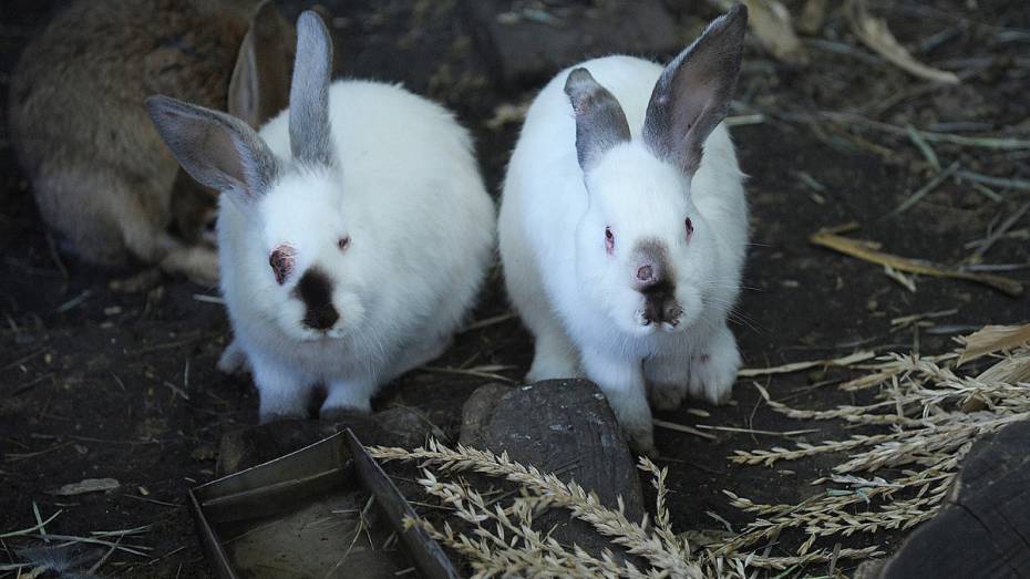 В Воронежской области двое приятелей украли 14 кроликов