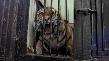 В Воронежском зоопарке амурского тигра назвали Цезарем