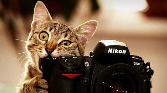 Воронежцам прочитают лекции о фотографии