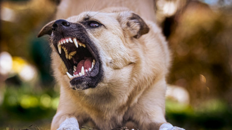 Дворовый пес Рыжик стал не первой жертвой агрессивной собаки с улицы Артамонова в Воронеже