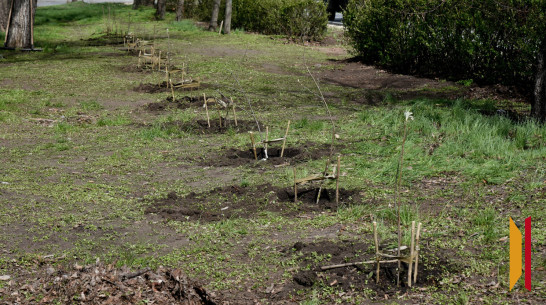 Подрядчик провалил 4,6-миллионный контракт по озеленению Центрального района Воронежа