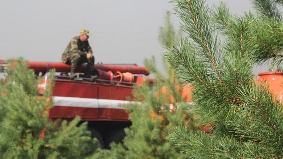 Под наблюдение видеокамер попадут 90% лесов Воронежской области