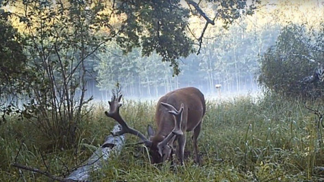 Воронежский заповедник показал копытных животных на солонцах