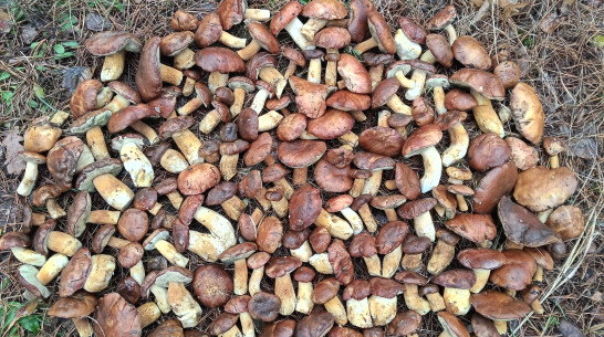 Воронежцы собирают урожай грибов в декабре