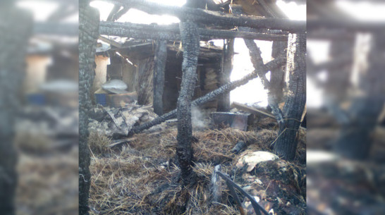 В Кантемировском районе при пожаре сгорели 2 коровы и 2 бычка