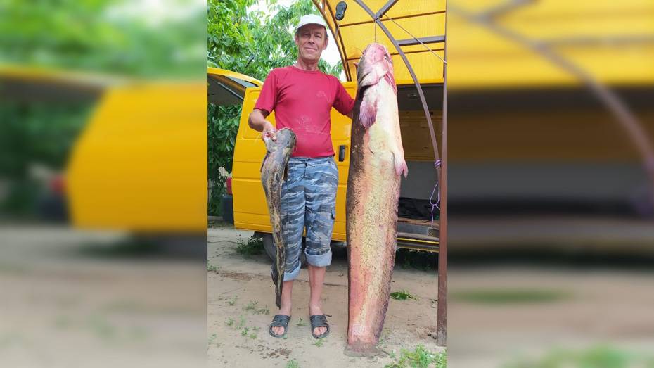 Житель Воронежской области поймал 40-килограммового сома