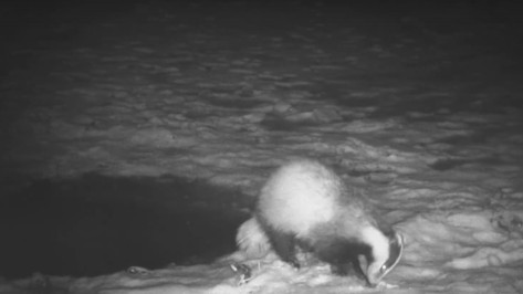 Воронежцам показали, как полынья на озере «кормит» животных в заповеднике