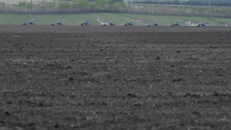 Воронежские аграрии увеличат площади под посев сои и масличного льна