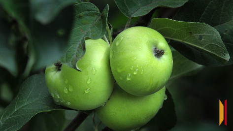 Около 350 млн рублей было направлено на поддержку воронежских садоводов