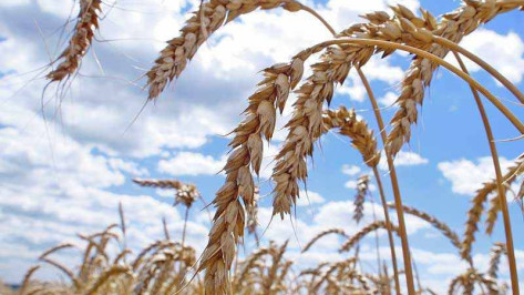 Новохоперский район планирует собрать самый богатый урожай зерна за последние годы