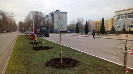 В Борисоглебске высадят около 450 деревьев