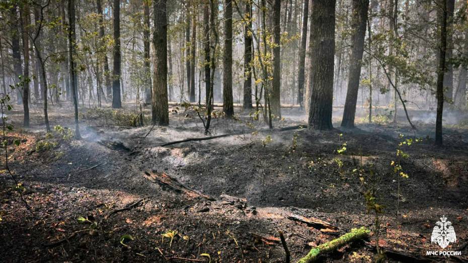 Воронежский заповедник подал иск на ЮВЖД на 173,9 млн рублей за лесной пожар