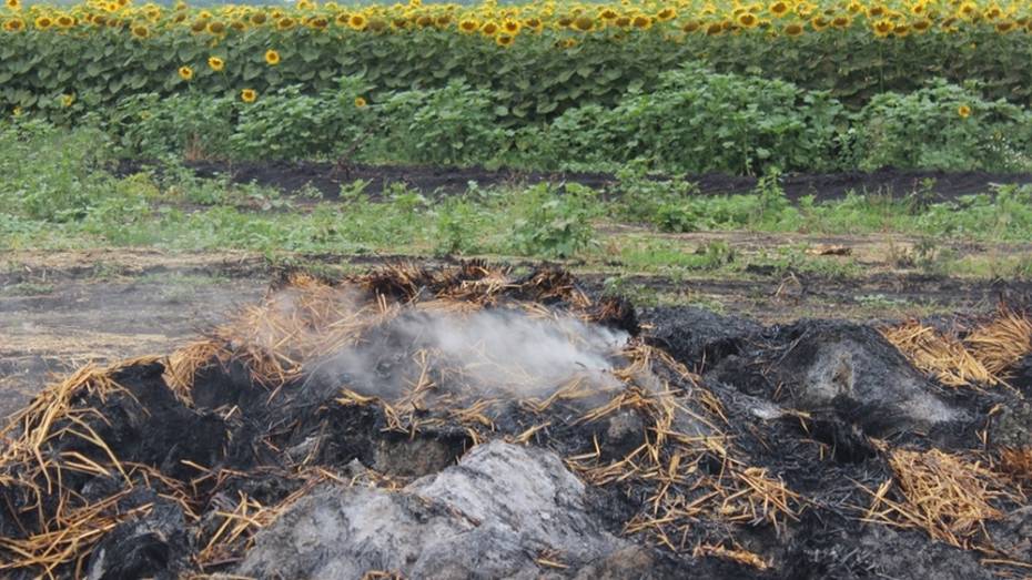 В таловском хозяйстве сгорело 339 т сена