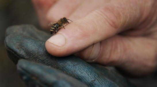 Обзор РИА «Воронеж». Какие законы вступят в силу в июне-2021