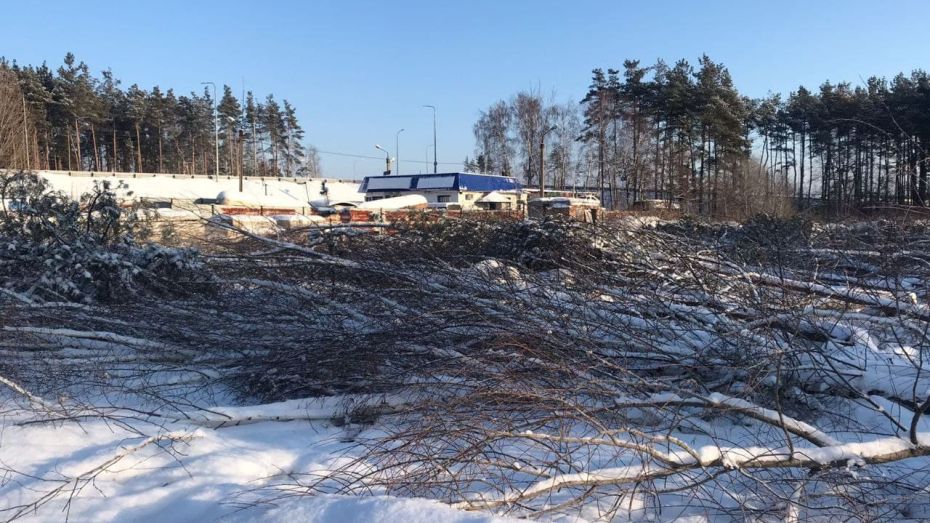 Ущерб от вырубленных деревьев на улице Планетной в Воронеже составил 2,5 млн рублей