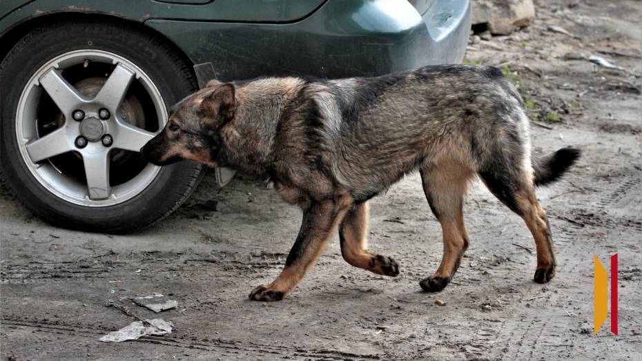 Воронежцы жалуются на стаи бездомных собак