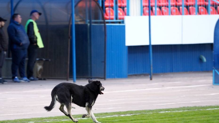 Власти вернутся к поиску зон для выгула собак в Воронеже