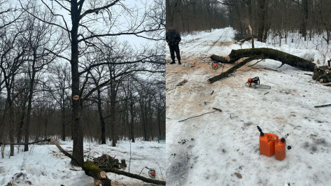 В заказнике «Семилукский» под Воронежем спилили деревья