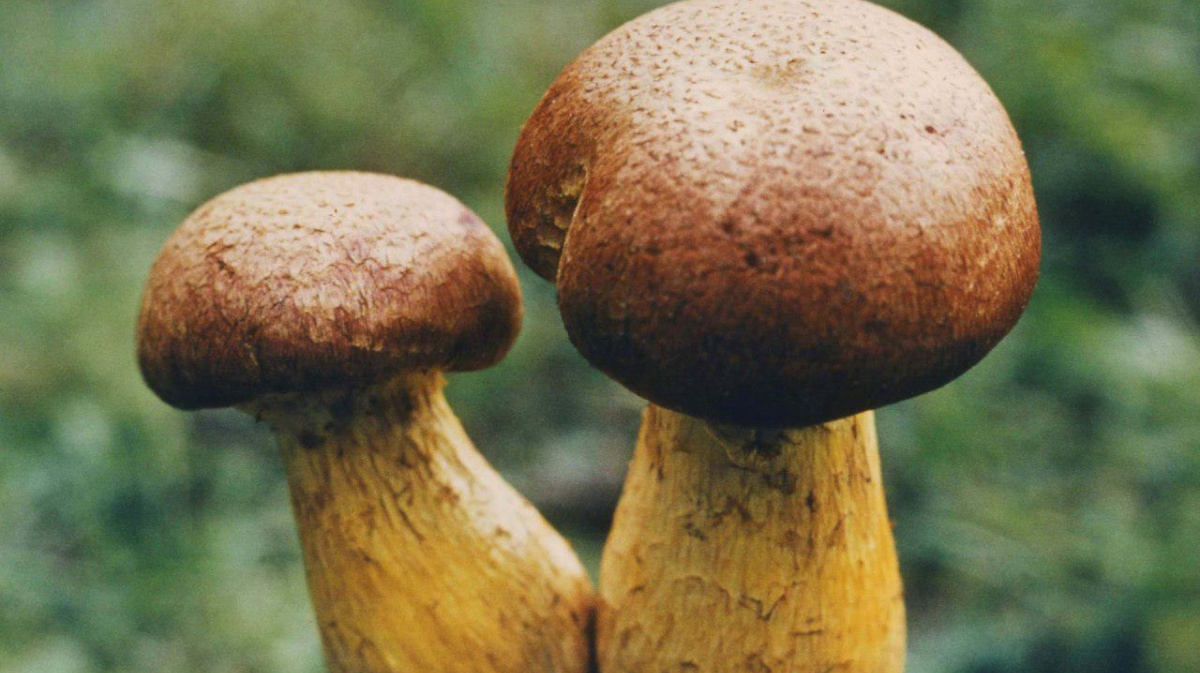 съедобные грибы фото и название воронежской