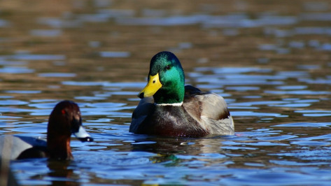 Воронежцы вызвали спасателей из-за застрявшей во льду утки 