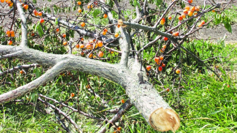В Богучарском районе вандал с ножовкой погубил плодоносящие абрикосовые деревья