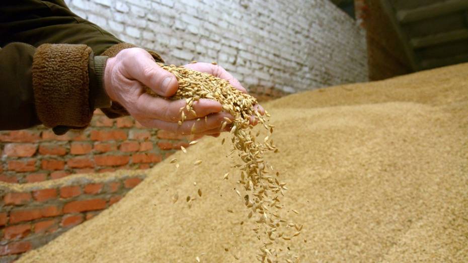 Острогожские аграрии начали закупку элитных семян зерновых культур