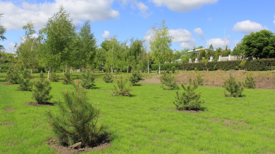 В верхнемамонском селе Дерезовка активисты посадили Лес Победы на пустыре