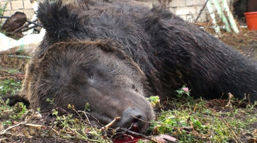  Уголовное дело о нападении медведя на 86-летнего мужчину под Воронежем дошло до суда