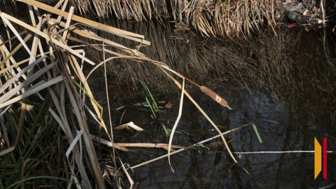 Воронежские экологи опровергли загрязнение реки Большой Эртиль канализационными сбросами