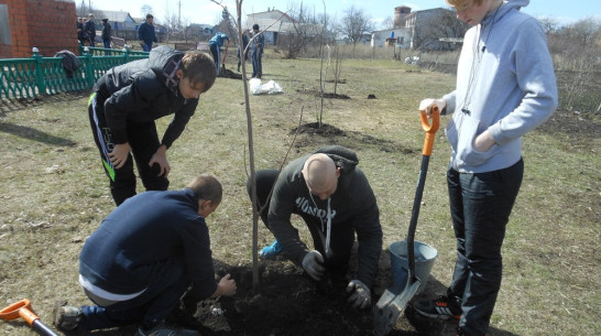 В Каширском районе появился «Лес Победы» 