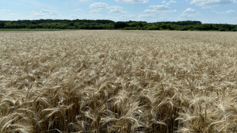 Аграрии «Продимекса» сообщили о планах на сверхурожай зерновых в Воронежской области