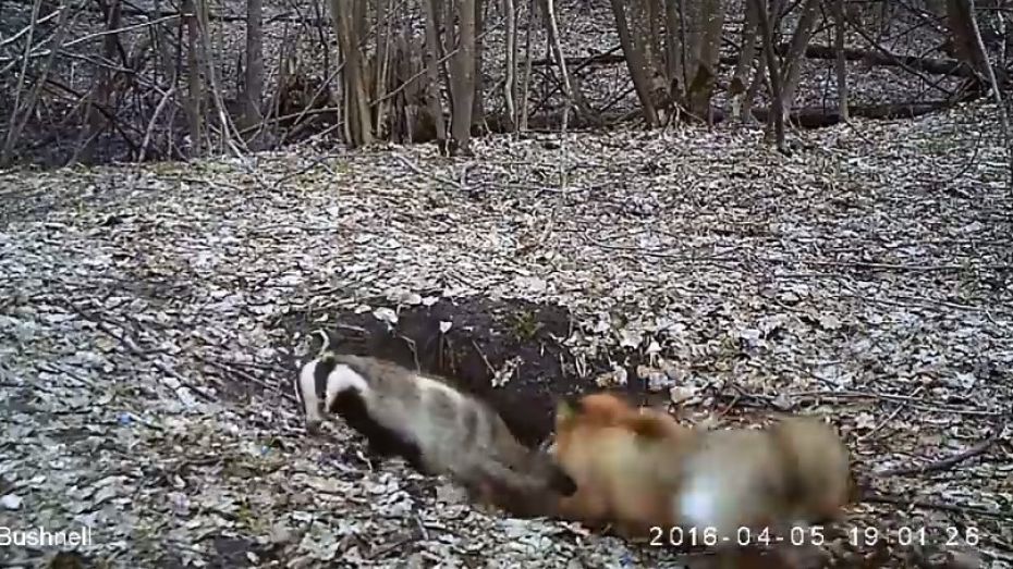 Драка лисы и барсука в Воронежском заповеднике попала на видео