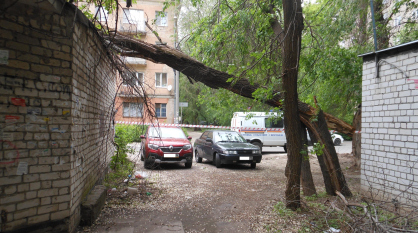 Порывы ветра сломали в Воронеже 15 деревьев