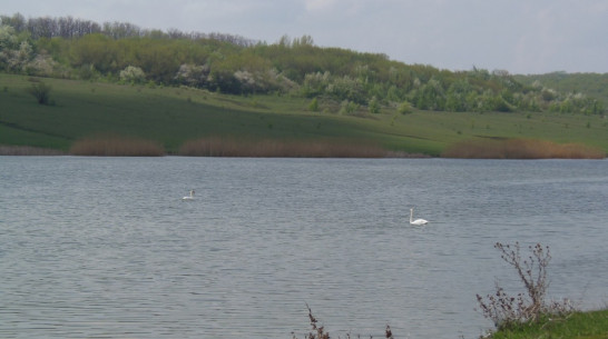 Верхнемамонские охотоведы пересчитали в районе водоплавающих птиц