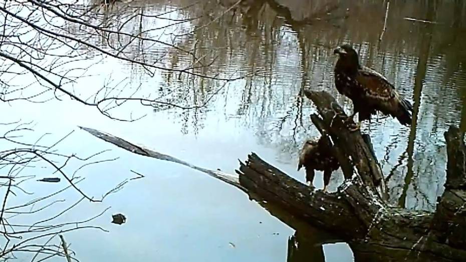 Дерево-магнит для птиц и зверей нашли в заповеднике в Воронежской области