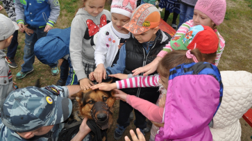 В Павловске впервые прошла акция «Собаки-герои»